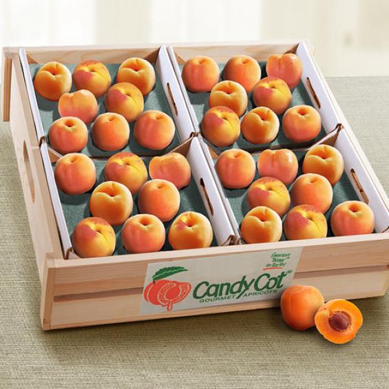AC2004, Candy Cot Apricots Crate - 32 ct.