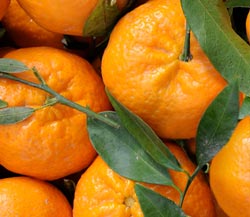 Organic Satsuma Mandarins