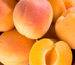 Sugarcot Apricots