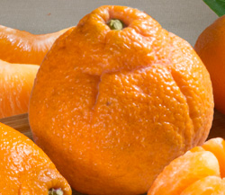 Dekopon Colossal  Citrus