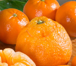 Dekopon Colossal Citrus & Tangelos