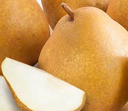 Buerré Bosc Pears
