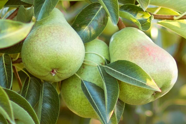 Golden State Fruit Orchards